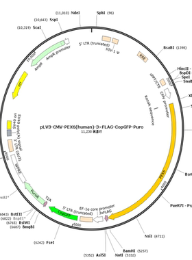 pLV3-CMV-PEX6(human)-3×FLAG-CopGFP-Puro