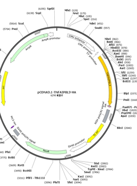 pCDNA3.1-TNFAIP8L3-HA