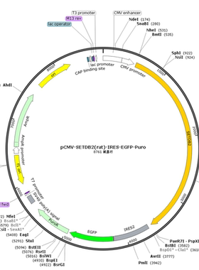 pCMV-SETDB2(rat)-IRES-EGFP-Puro