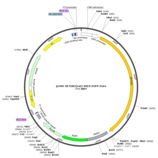 EGFP pCMV IRES rat Puro SETDB2