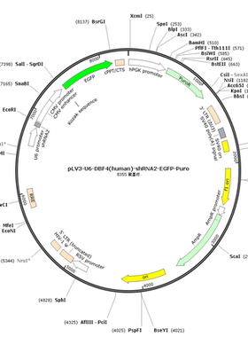 pLV3-U6-DBF4(human)-shRNA2-EGFP-Puro