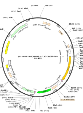 pLV3-CMV-Ybx3(mouse)-3×FLAG-CopGFP-Puro