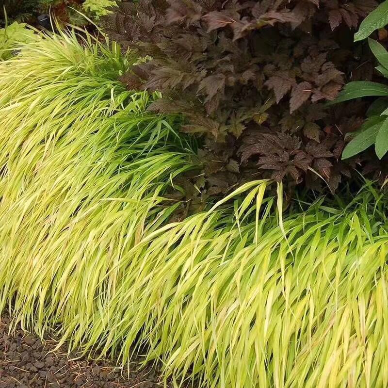 欣欣花园箱根草盆栽苗庭院花园露台宿根花境搭配观赏草