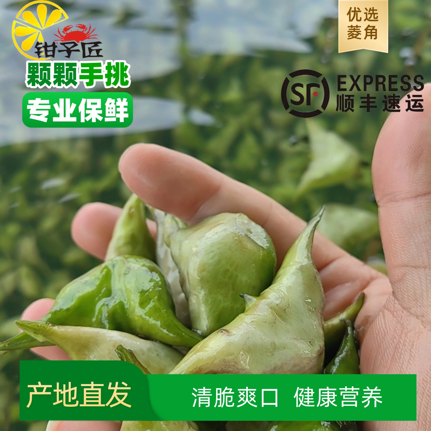 【顺丰发货】溱湖当天现摘菱角