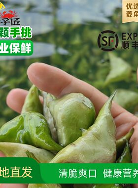 【顺丰发货】溱湖当天现摘菱角