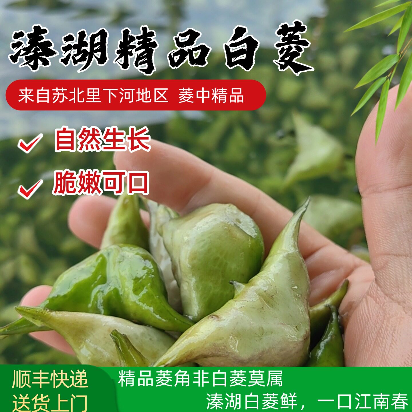 【顺丰发货】现摘溱湖精品白菱