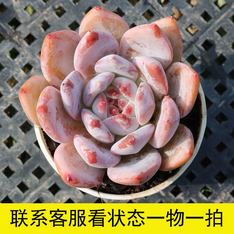 果冻橙多肉植物一物一拍精品控养多肉植物