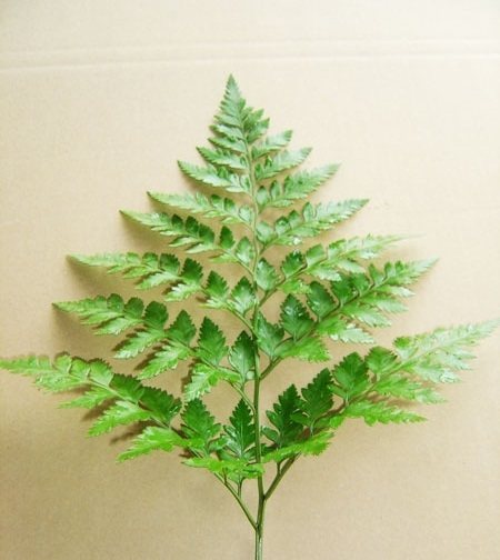 新鲜高山羊齿,davallia mariesii 邙叶   22元一捆/10支