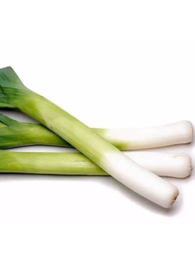 西餐食材 西大蒜 西蒜 LEEK 西式大葱 广东顺丰80包邮 500g  14元