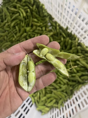 新鲜毛豆 饱满毛豆 500g