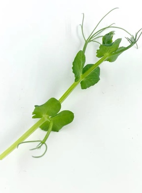 西餐摆盘装饰 Pea Shoots 璇蔓豆苗 50g 素食沙拉豌豆苗