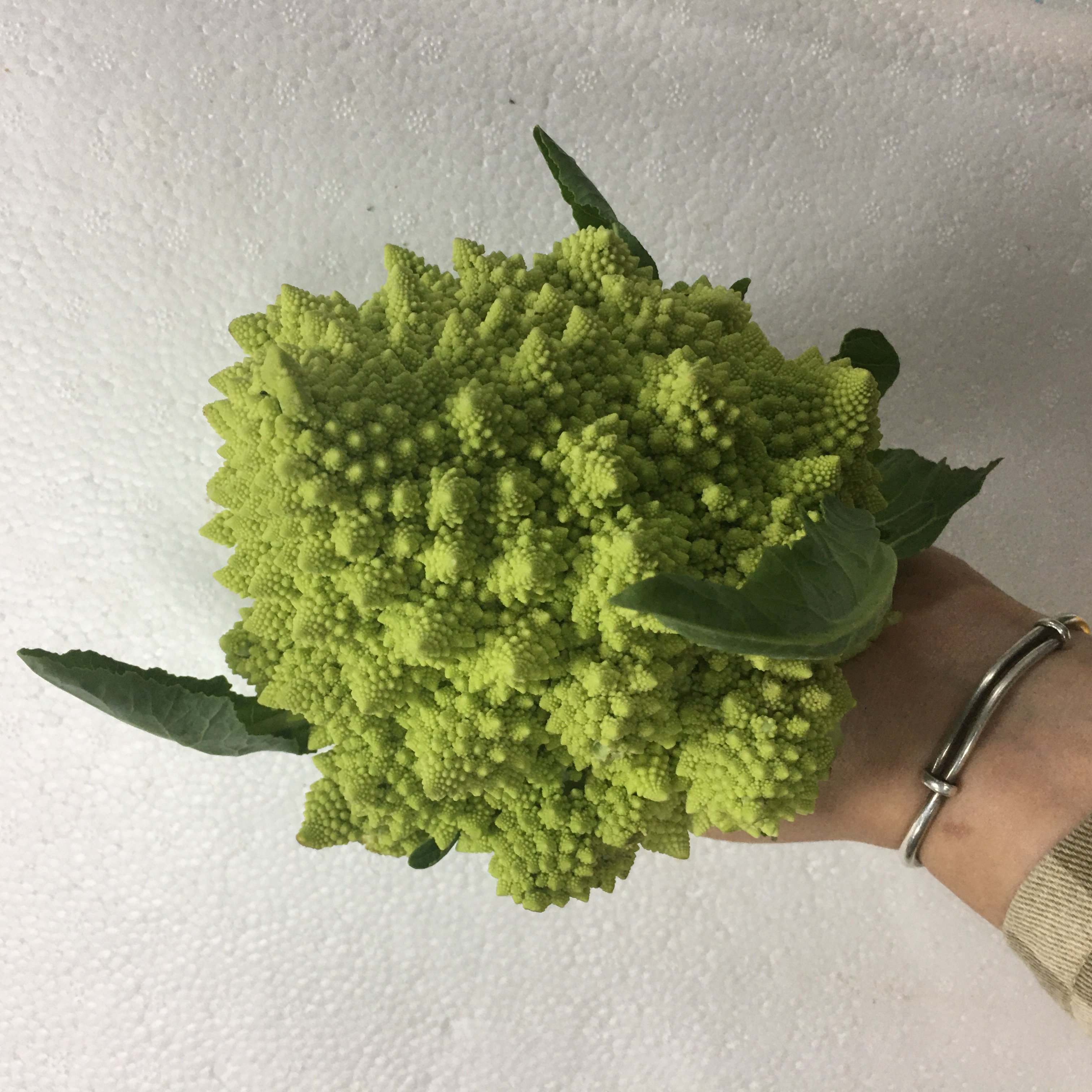 新鲜宝塔花 罗马花椰菜 绿佛头 日料西餐装饰