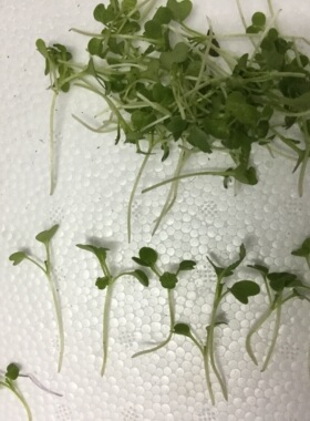 一口田芽苗菜微型绿芥菜 Verdura MicroGreens 装饰 食用芽苗一盒
