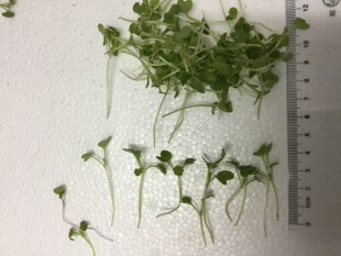 一口田芽苗菜微型绿芥菜 Verdura MicroGreens 装饰 食用芽苗一盒