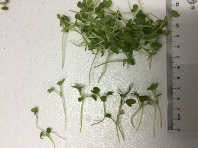 一口田芽苗菜微型绿芥菜 Verdura MicroGreens 装饰 食用芽苗一盒