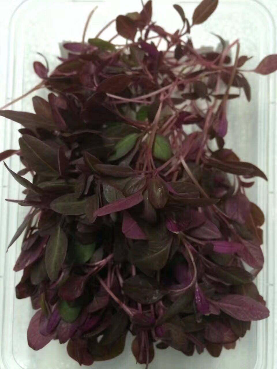 新鲜 安曼红 摆盘  装饰  一盒8元   20克 一盒