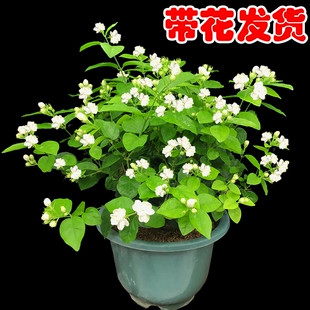 茉莉花苗花卉盆栽老桩观花植物四季 生长易开花室内室外阳台庭院