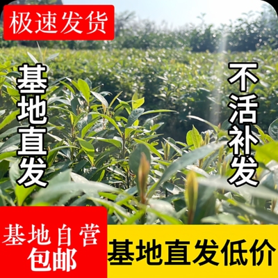 金丝楠木树苗小叶桢楠树苗金丝楠