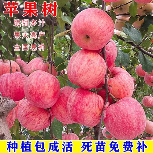 烟台红富士2001脆甜苹果树苗嫁接苹果苗南方北方种植当年结果