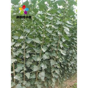 杨树苗无絮杨小苗扦插条护河堤遮阳耐寒绿化造林风景树速生杨树苗