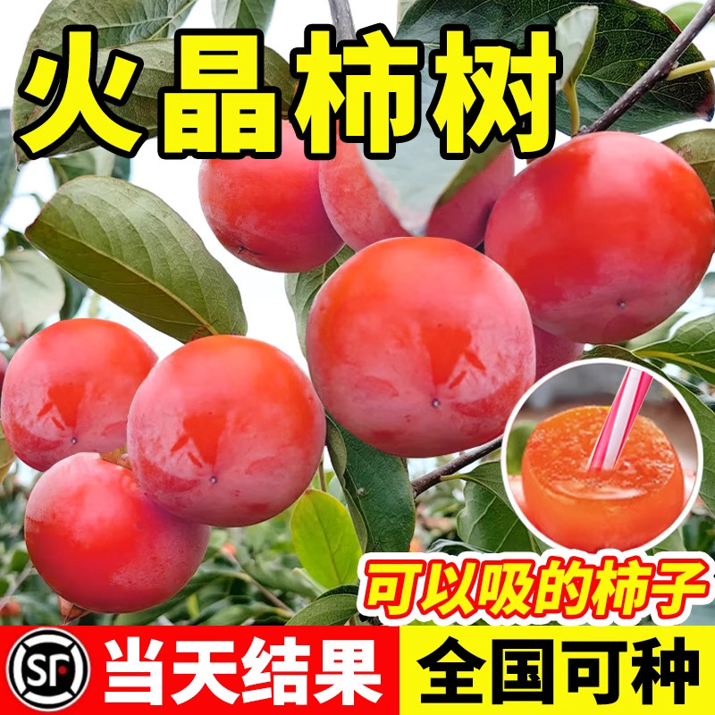 火晶柿子树苗无核脆甜柿子树果苗嫁接庭院果树特大号盆栽矮化耐寒图片