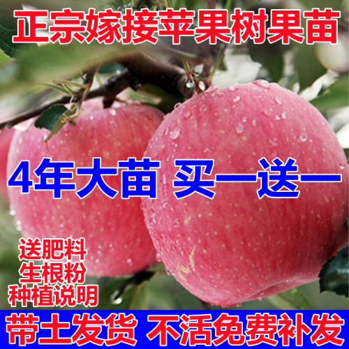 苹果树果苗嫁接红富士冰糖心南方北方种植盆栽地栽小树苗苹果树苗
