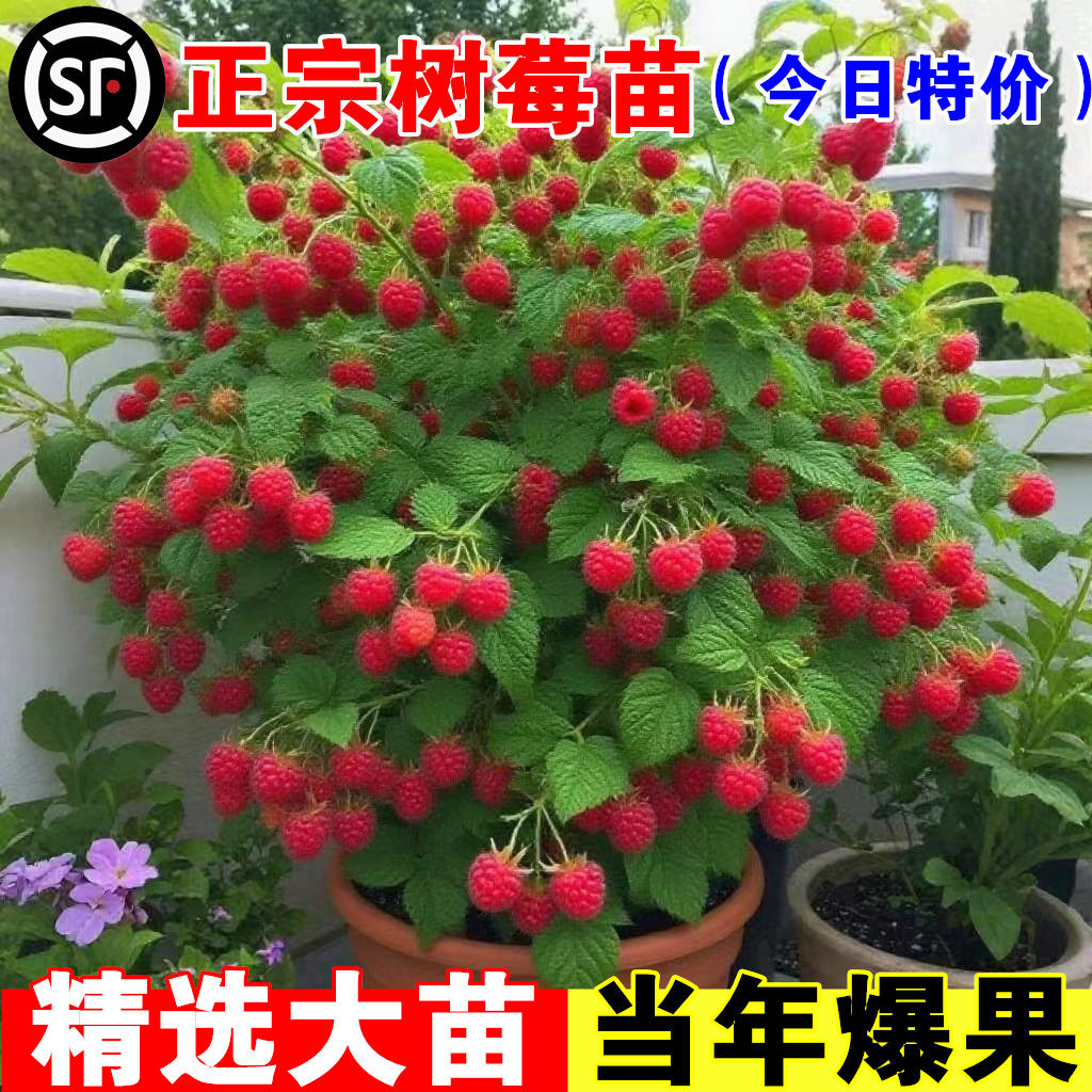 树莓苗双季覆盆子果树苗盆栽地栽树莓盆栽