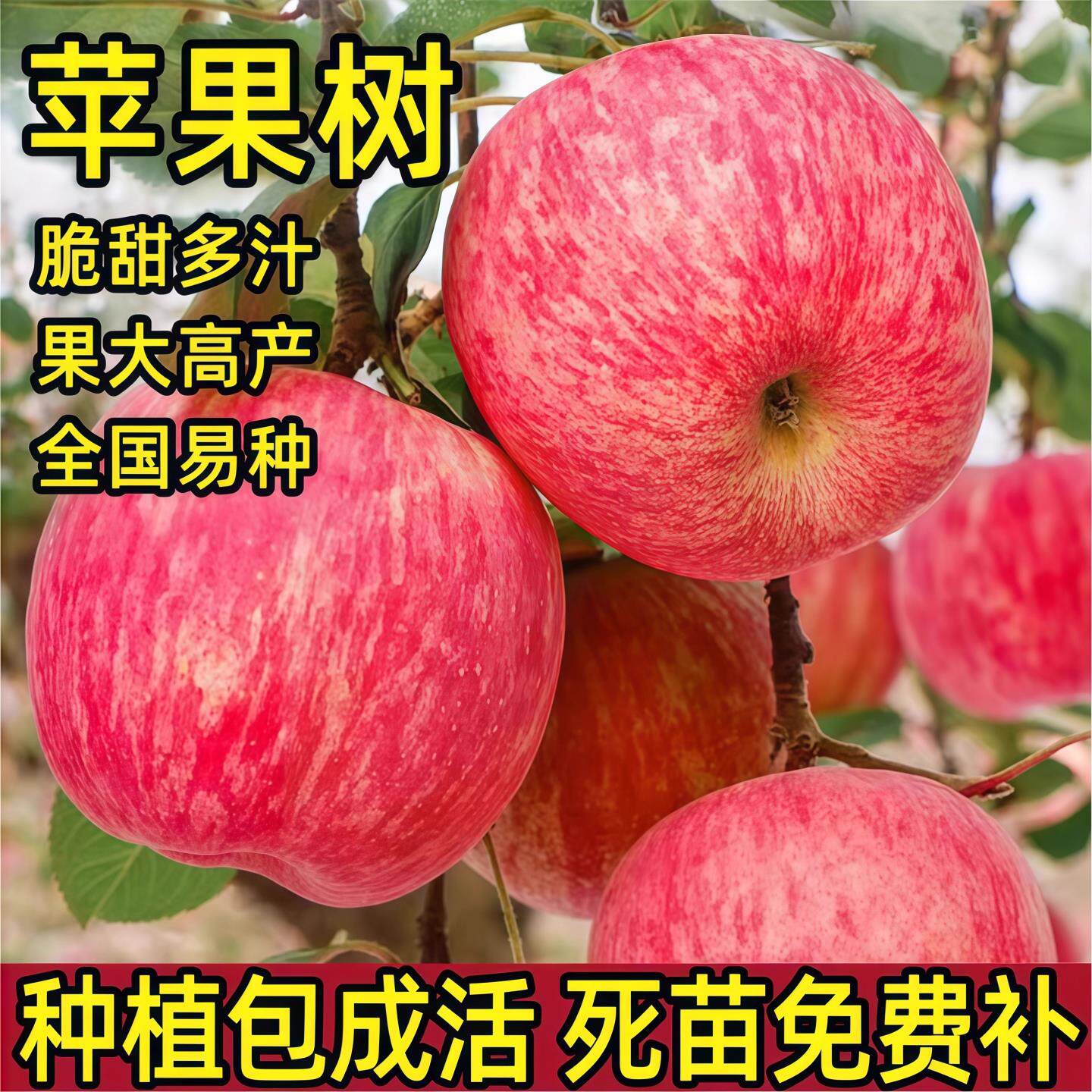 苹果树苗盆栽南方北方种植地栽冰糖心苹果苗活苗矮化果树当年结果图片