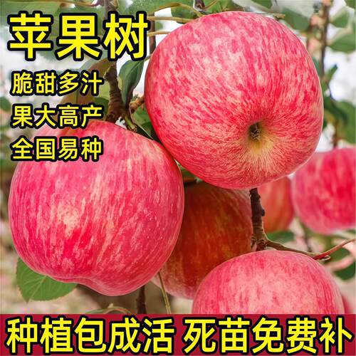 苹果树苗盆栽南方北方种植地栽冰糖心苹果苗活苗矮化果树当年结果