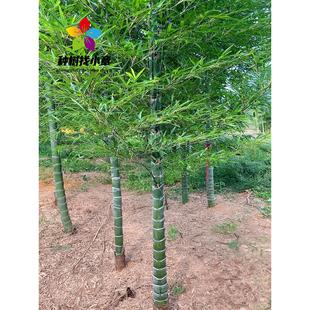 元宝竹苗庭院园林四季常青绿化风景树紫竹龙鳞竹罗汉竹黄金镶玉竹