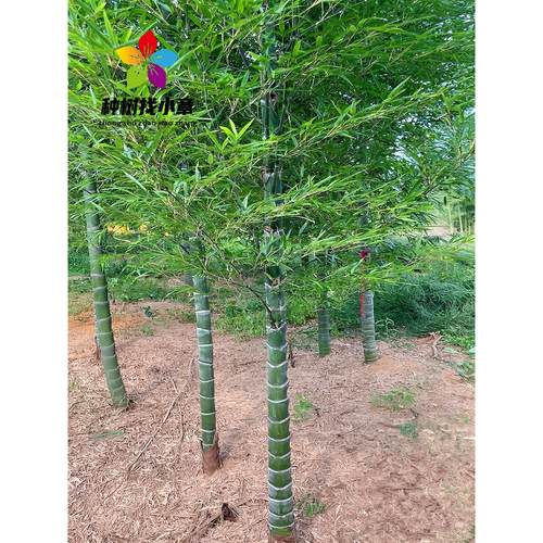 元宝竹苗庭院园林四季常青绿化风景树紫竹龙鳞竹罗汉竹黄金镶玉竹