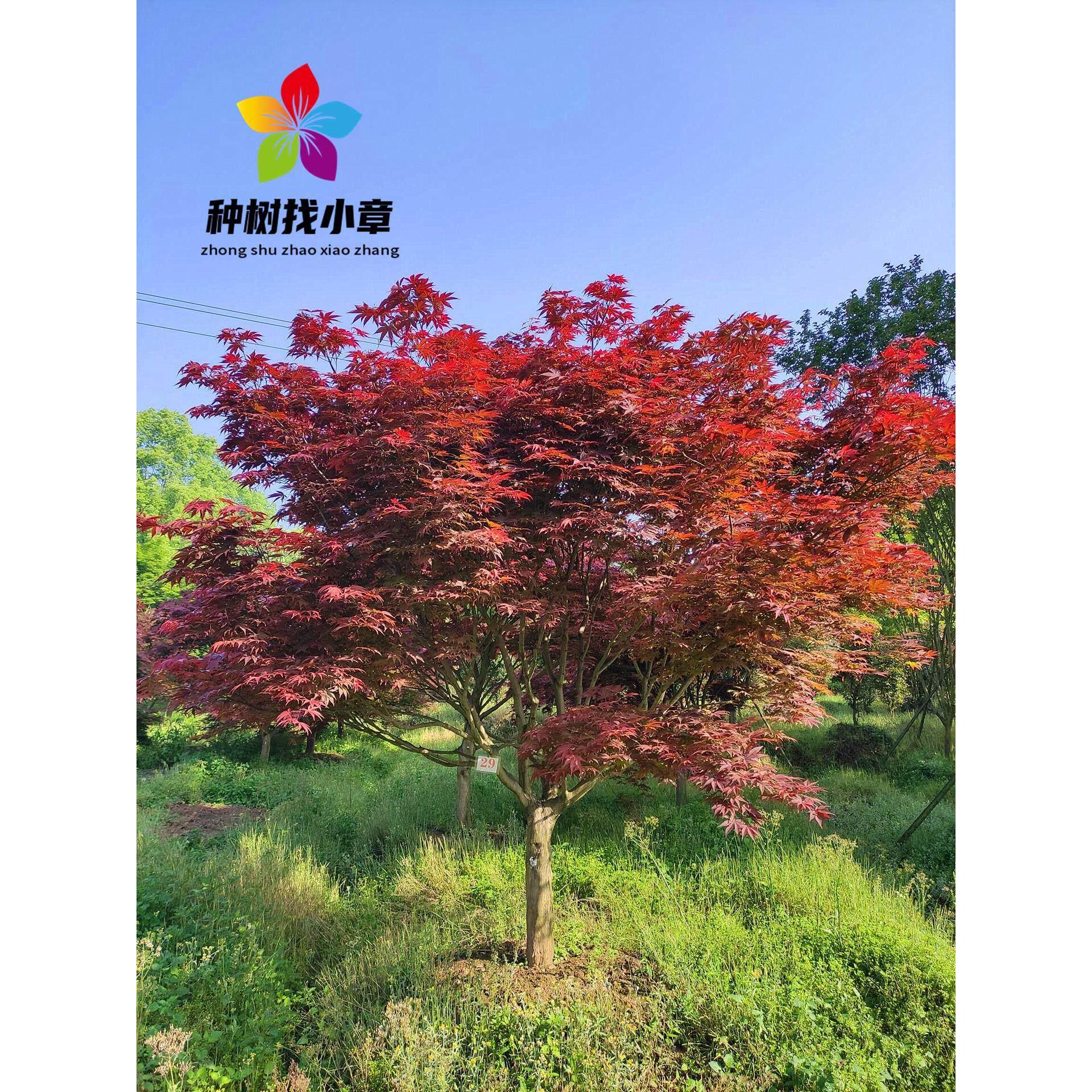 中国红枫树苗盆栽红舞姬小苗庭院彩叶耐寒绿化风景大树日本红枫苗图片