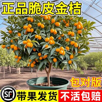 融安脆蜜金桔树树苗四季广西脆皮可食用果树橘子树盆栽阳台水果苗