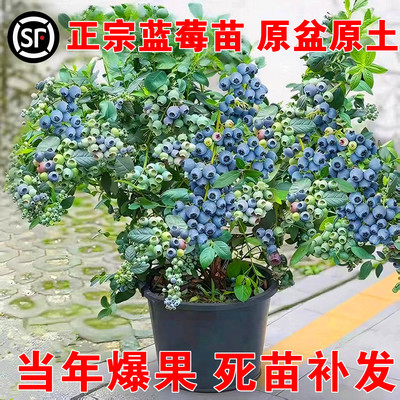蓝莓树果苗盆栽特大号南北方种植f6花香l25蓝莓苗蓝梅树树苗阳台