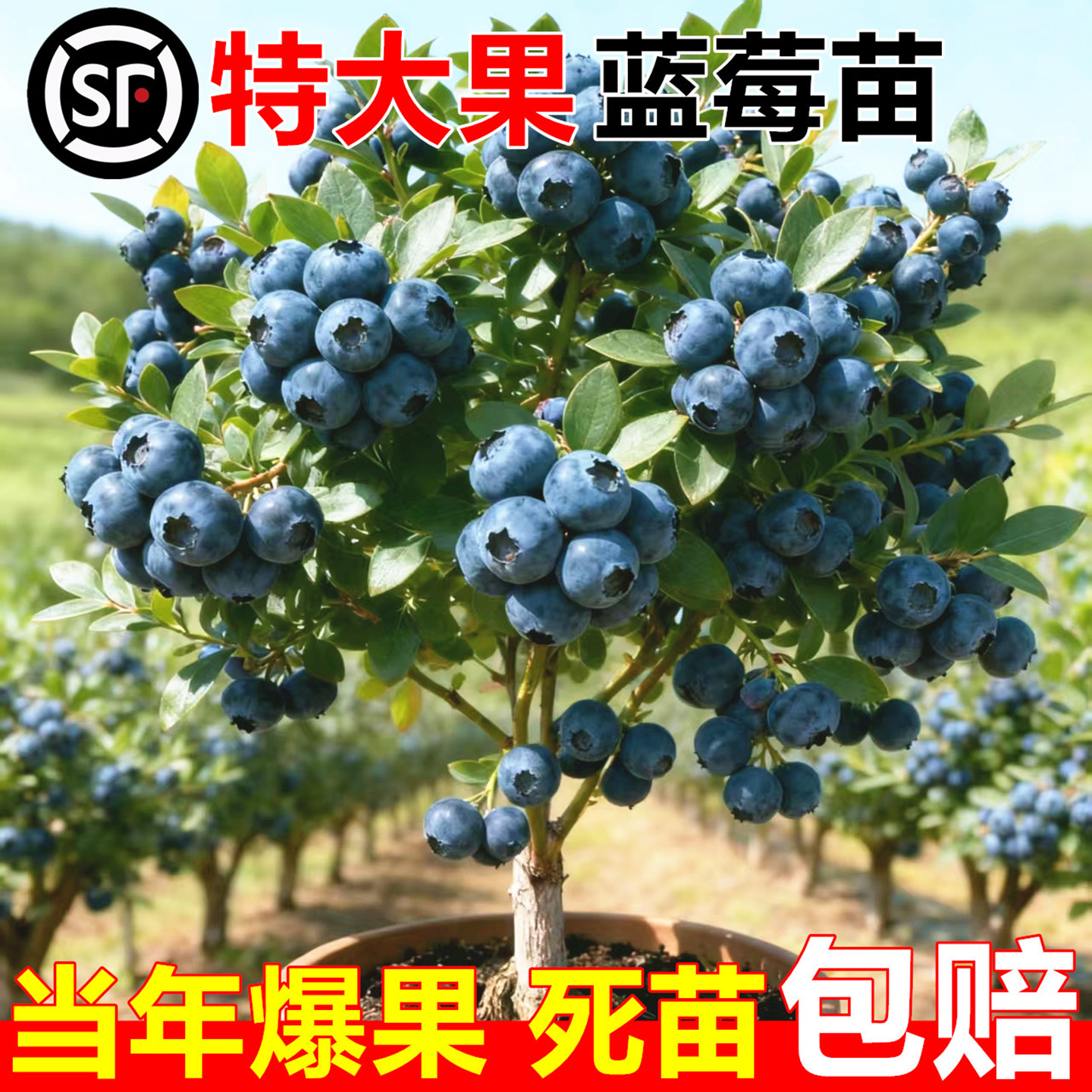 L25蓝莓树果苗盆栽F6南方北方种植特大号果树苗四季结果蓝莓苗