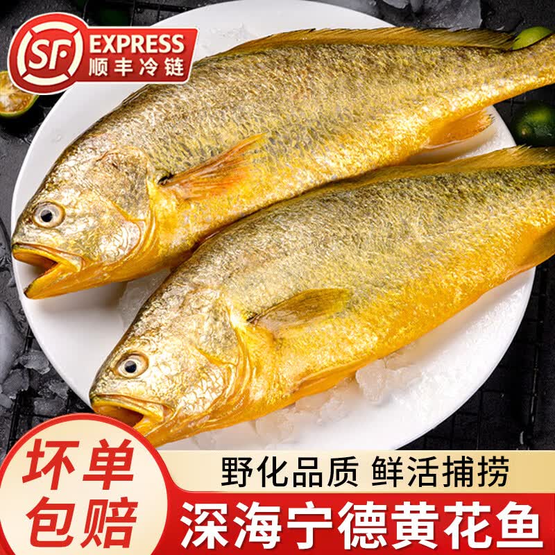 小黄鱼新鲜冷冻大黄鱼真正海鱼黄花鱼生鲜水产商用批发烧烤半成品