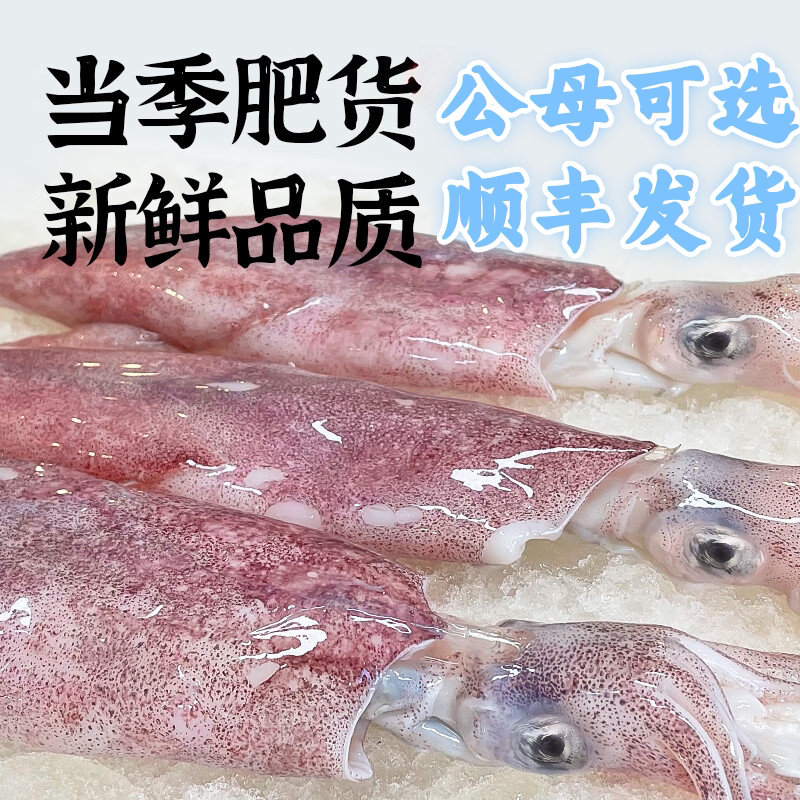 鱿鱼生鲜整只舟山长管大鱿鱼新鲜冷冻鱿鱼