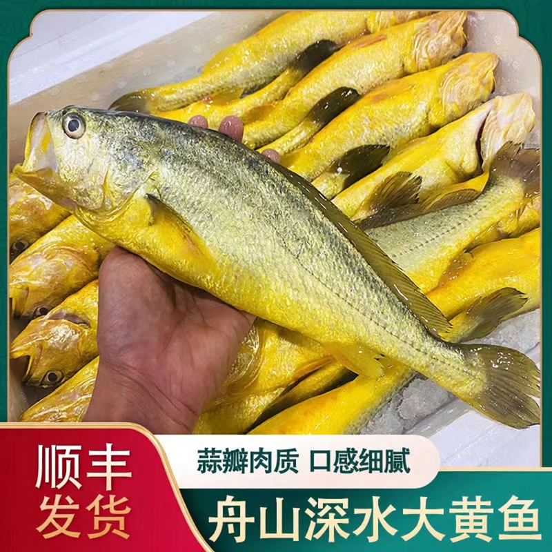 舟山新鲜大黄鱼顺丰发货