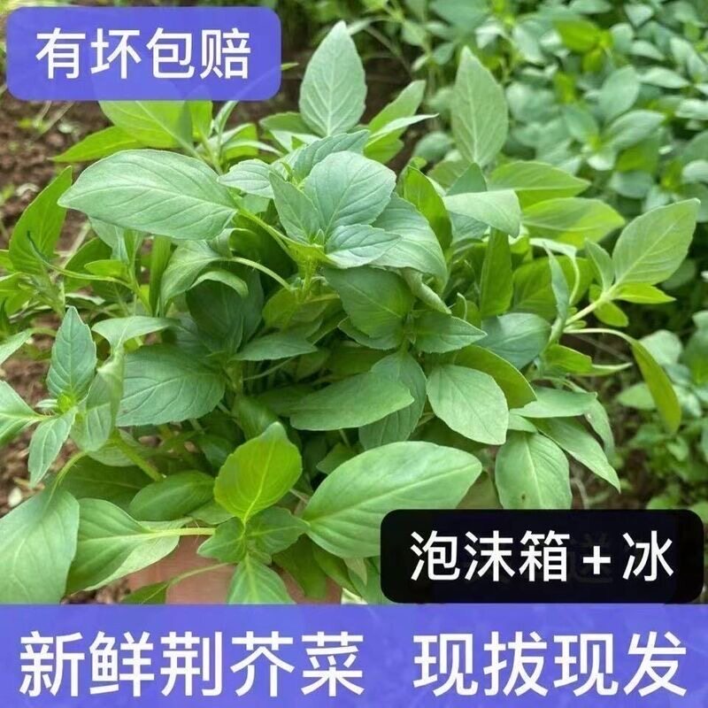新鲜荆芥菜河南特产现摘现发带根大叶荆芥茎芥调味菜凉拌冰鲜蔬菜
