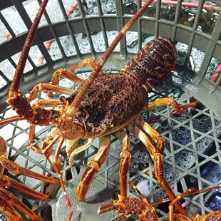 鲜活奥龙仔澳洲龙虾小青龙刺身食材即食澳龙小赤龙一份2只装