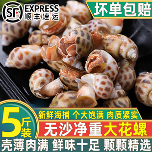花螺鲜活速冻新鲜海螺冷冻深海花螺无沙商用香螺当季海鲜批发