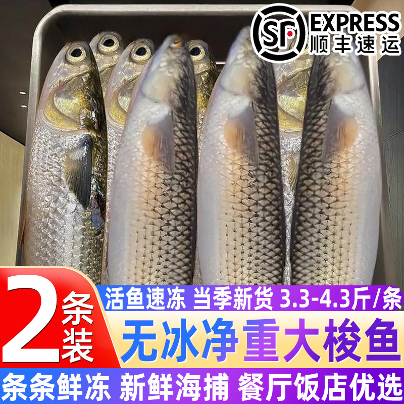 鲜冻海捕红眼梭鱼整箱顺丰