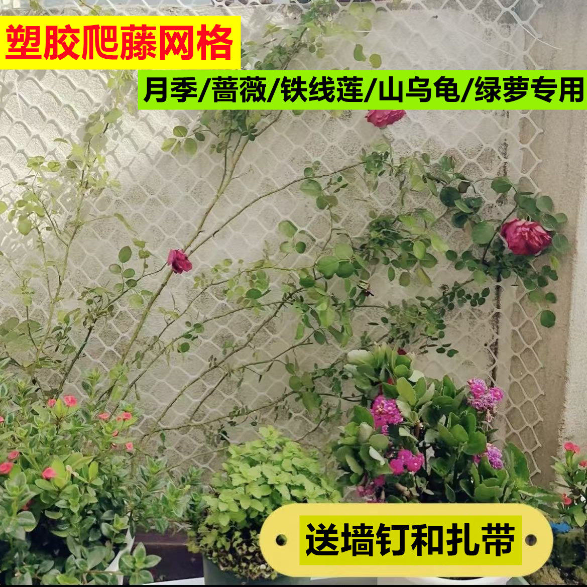 白色月季蔷薇上墙爬藤网图片