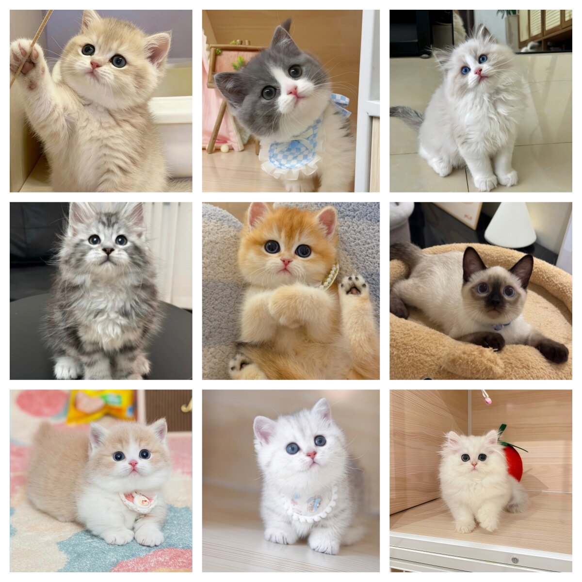 金渐层银渐层缅因曼基康拿破仑蓝金英短起司宠物猫蓝白金加白三花