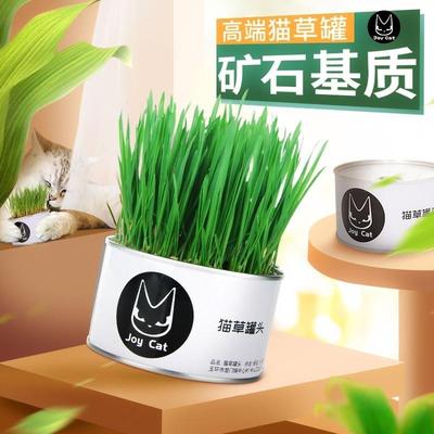 cat canned grass soil cultured snacks hairless balls猫草罐头