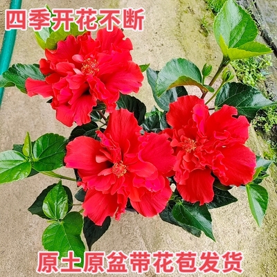 四季开花不断多年生沐宸好养