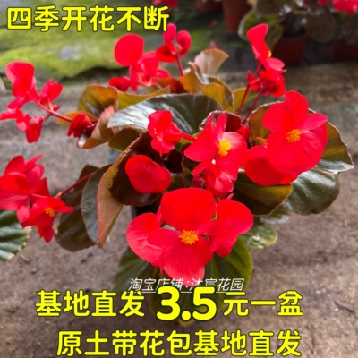 四季海棠大花小花大苗盆栽四季常青阳台庭院易爆盆带花包邮玻璃翠