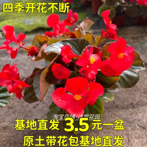 四季海棠大花小花大苗盆栽四季常青阳台庭院易爆盆带花包邮玻璃翠