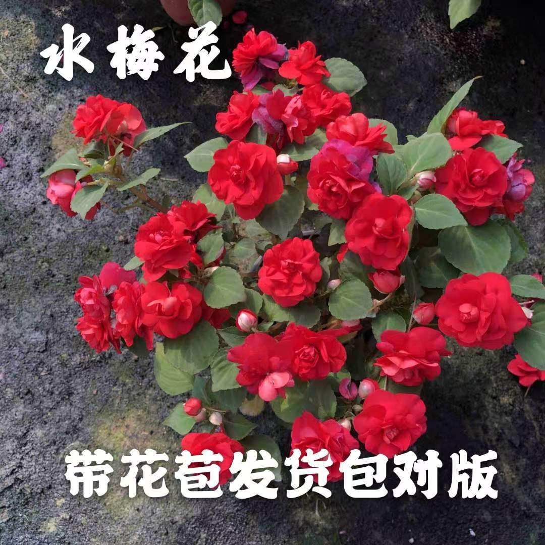 水梅花盆栽重瓣凤仙花四季开花不断好养易多年生带花基地直发包邮