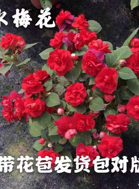 水梅花盆栽重瓣凤仙花四季开花不断好养易多年生带花基地直发包邮